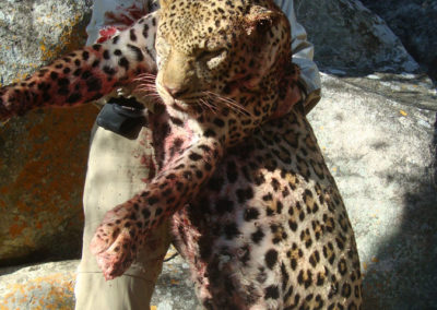 Leopardo cazado
