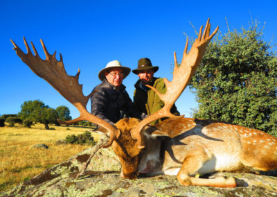 Gamos, caza en España