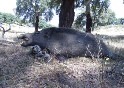 Jabali, caza en España