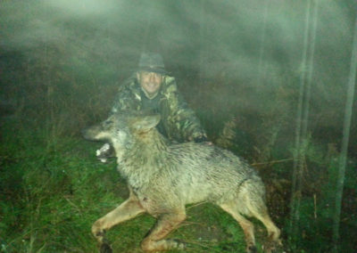 Lobo, caza en España