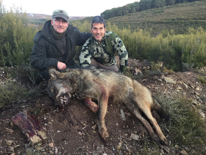 Lobo, caza en España
