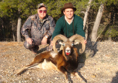 Muflon, caza en España