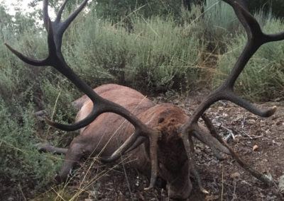 Venado, caza en España